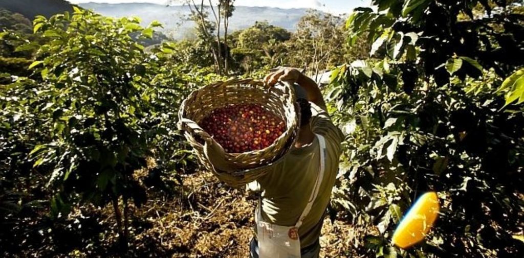 Región Cacao & Coffee