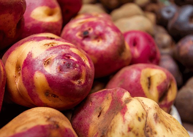 Potato Park