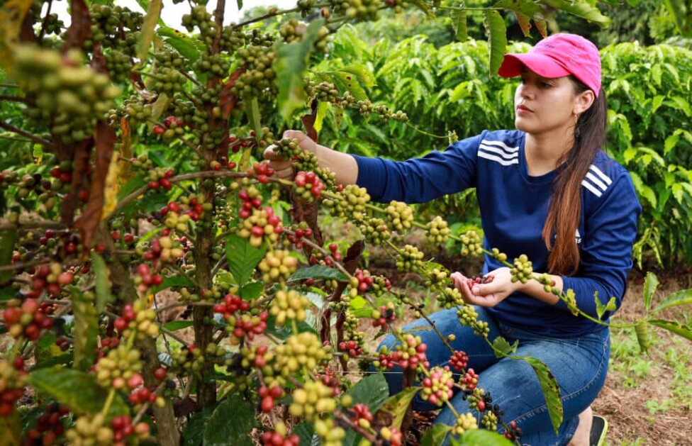 Región Cacao & Coffee