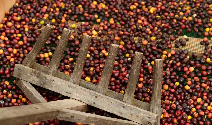 Región Cacao & Coffee