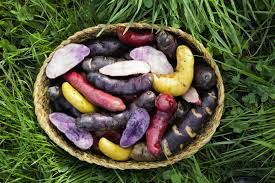 Potato Park