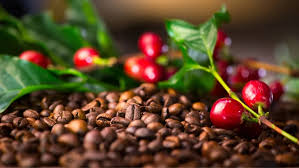 Región Cacao & Coffee