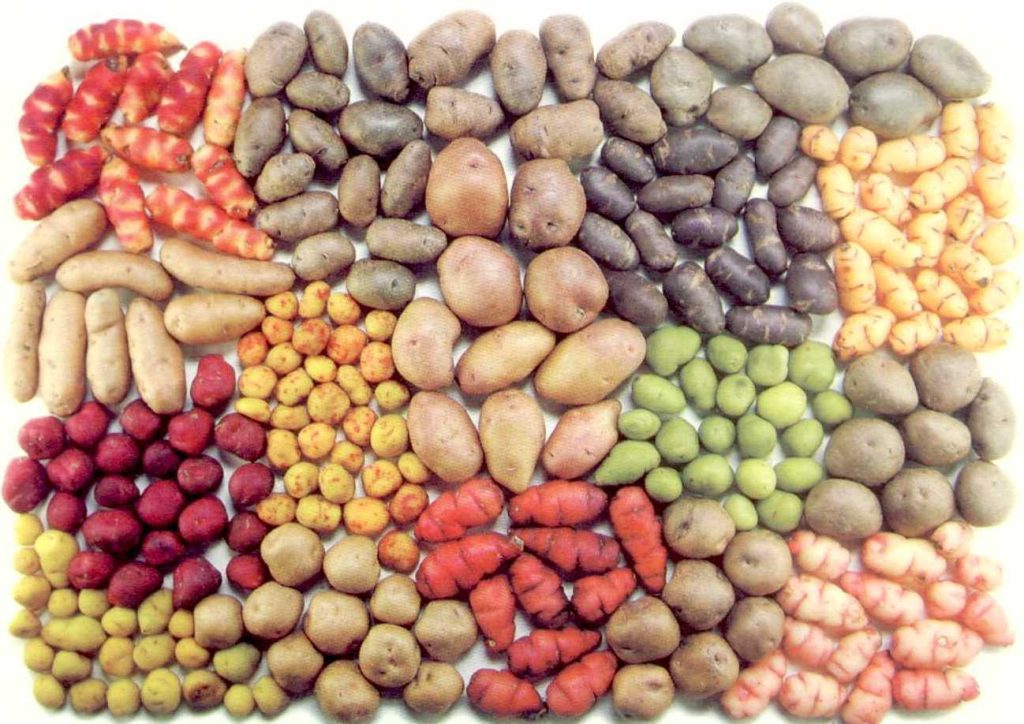 Potato Park